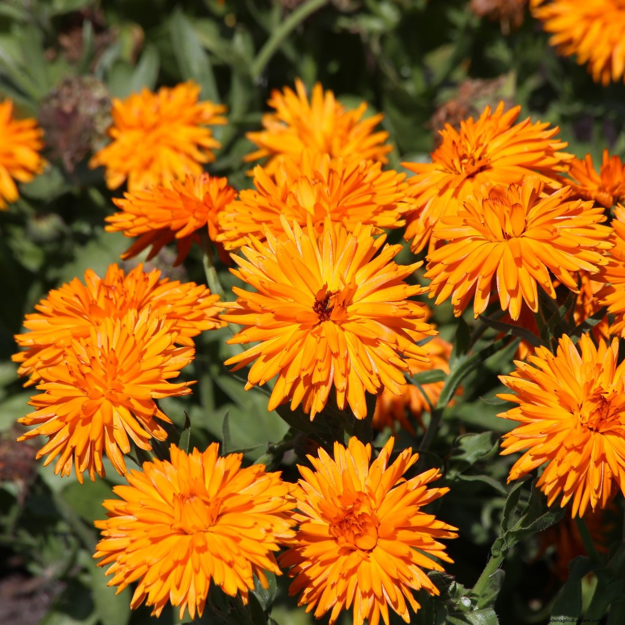 How to grow marigolds: add a burst of brilliant color to borders and containers