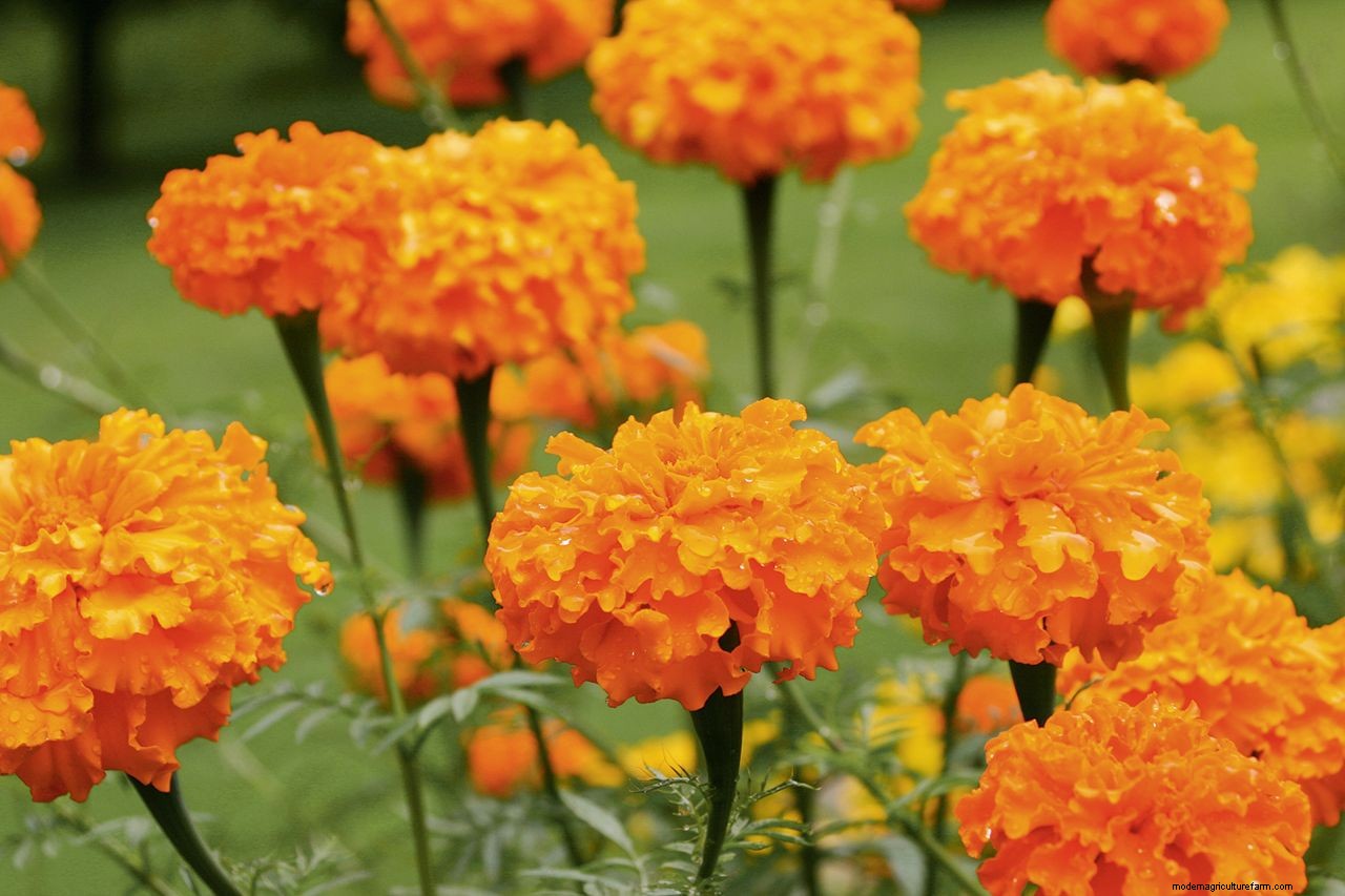 How to grow marigolds: add a burst of brilliant color to borders and containers