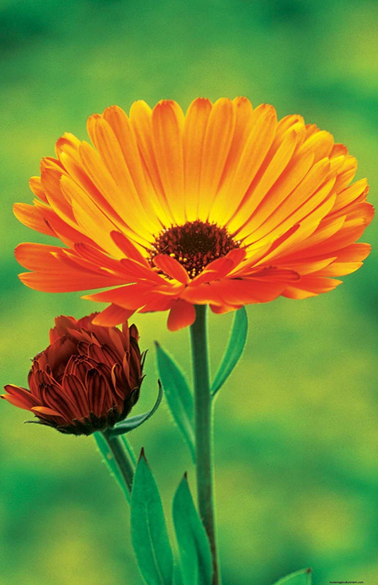 How to grow marigolds: add a burst of brilliant color to borders and containers