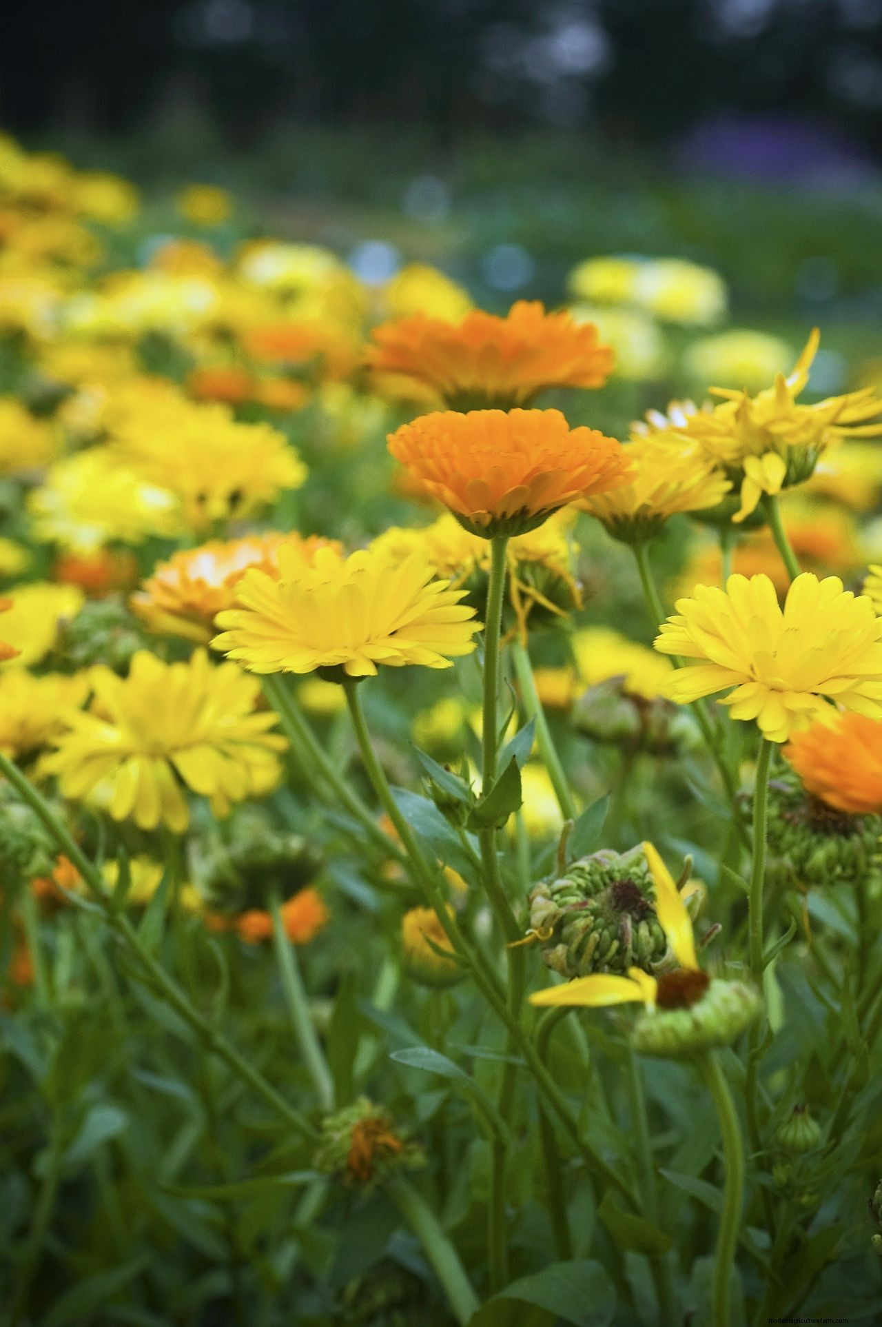 How to grow marigolds: add a burst of brilliant color to borders and containers