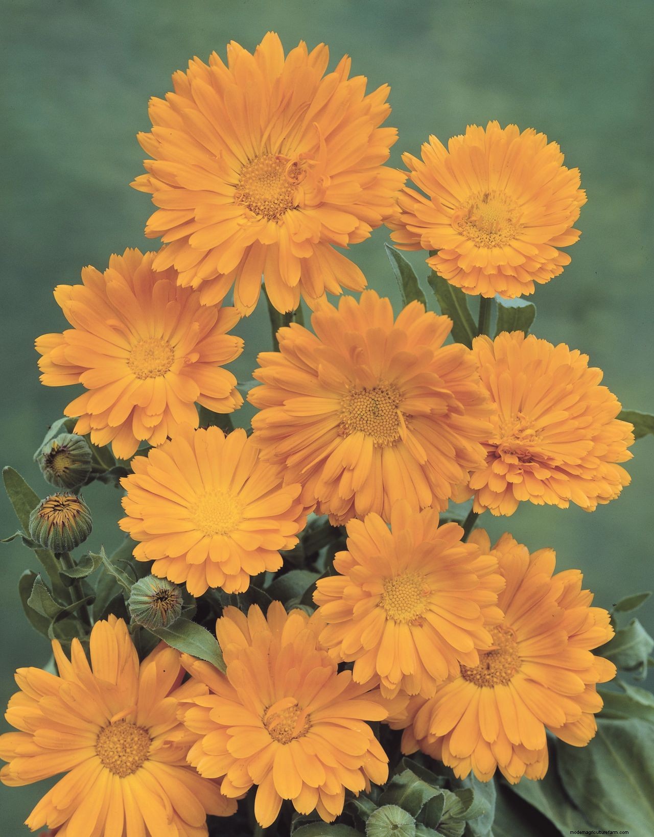 How to grow marigolds: add a burst of brilliant color to borders and containers