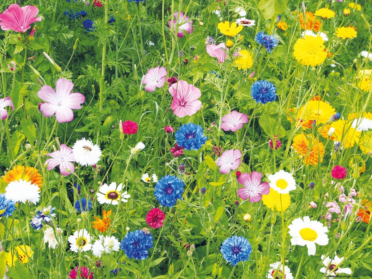 How to grow marigolds: add a burst of brilliant color to borders and containers