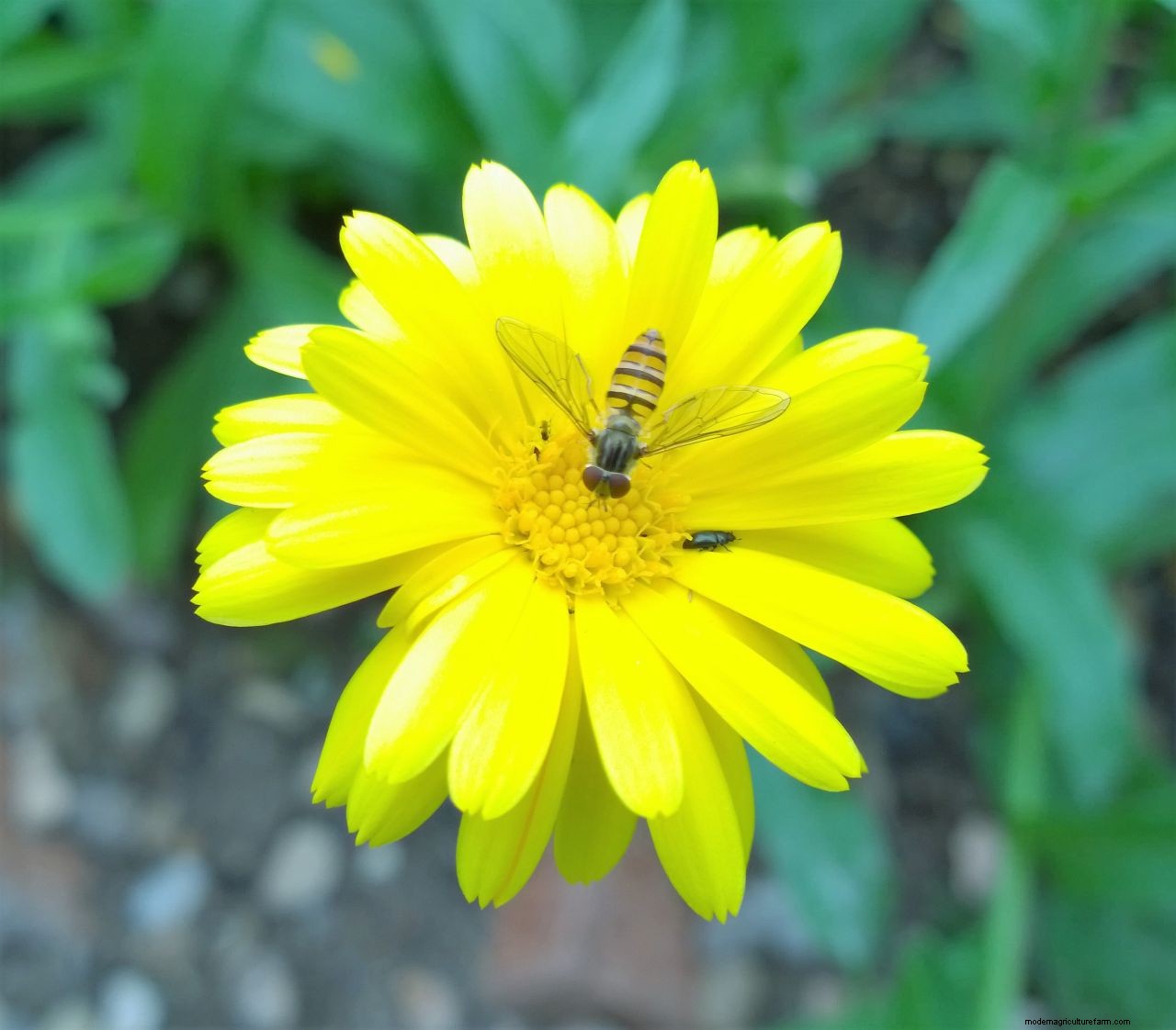 How to grow marigolds: add a burst of brilliant color to borders and containers