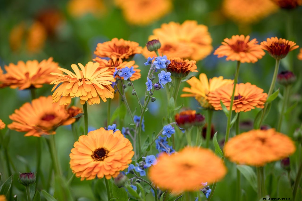 How to grow marigolds: add a burst of brilliant color to borders and containers