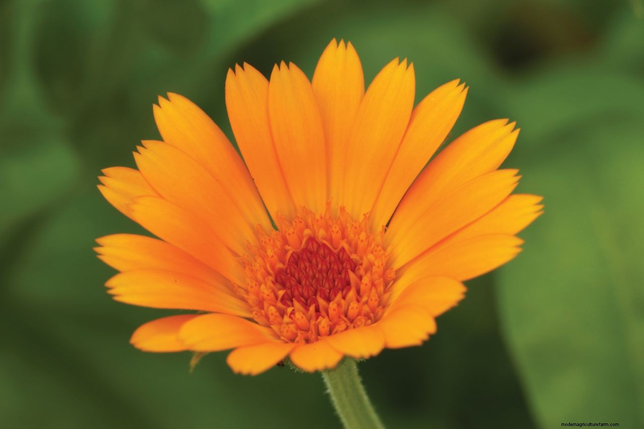 How to grow marigolds: add a burst of brilliant color to borders and containers