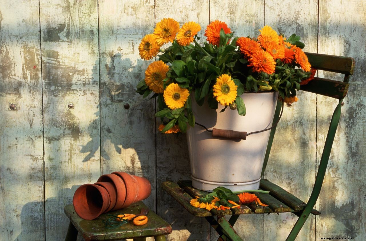 How to grow marigolds: add a burst of brilliant color to borders and containers