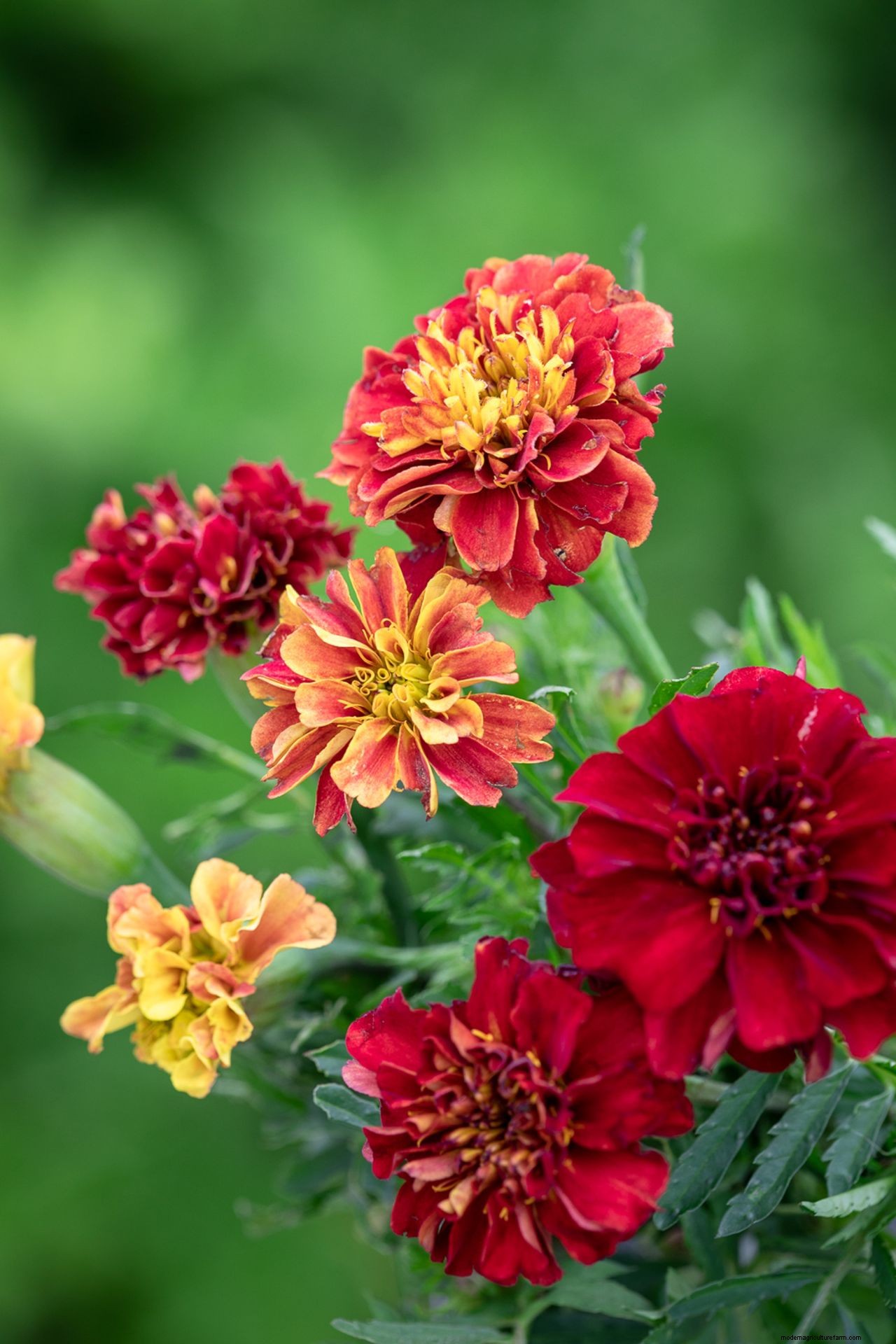How to grow marigolds: add a burst of brilliant color to borders and containers