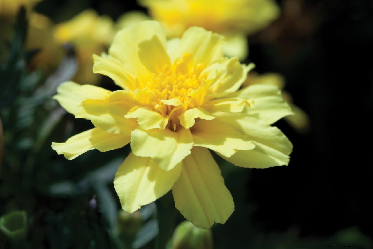 How to grow marigolds: add a burst of brilliant color to borders and containers
