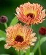 How to grow marigolds: add a burst of brilliant color to borders and containers