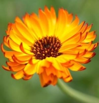 How to grow marigolds: add a burst of brilliant color to borders and containers