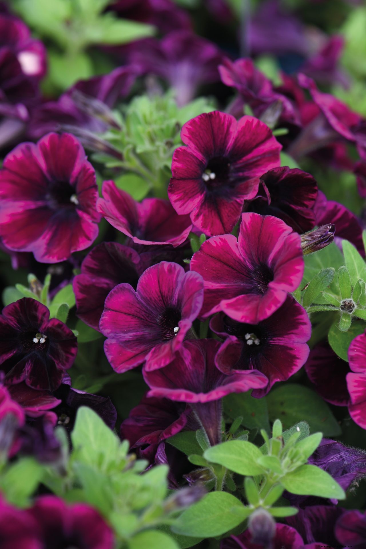 How to grow petunias: add easy summer color to your garden