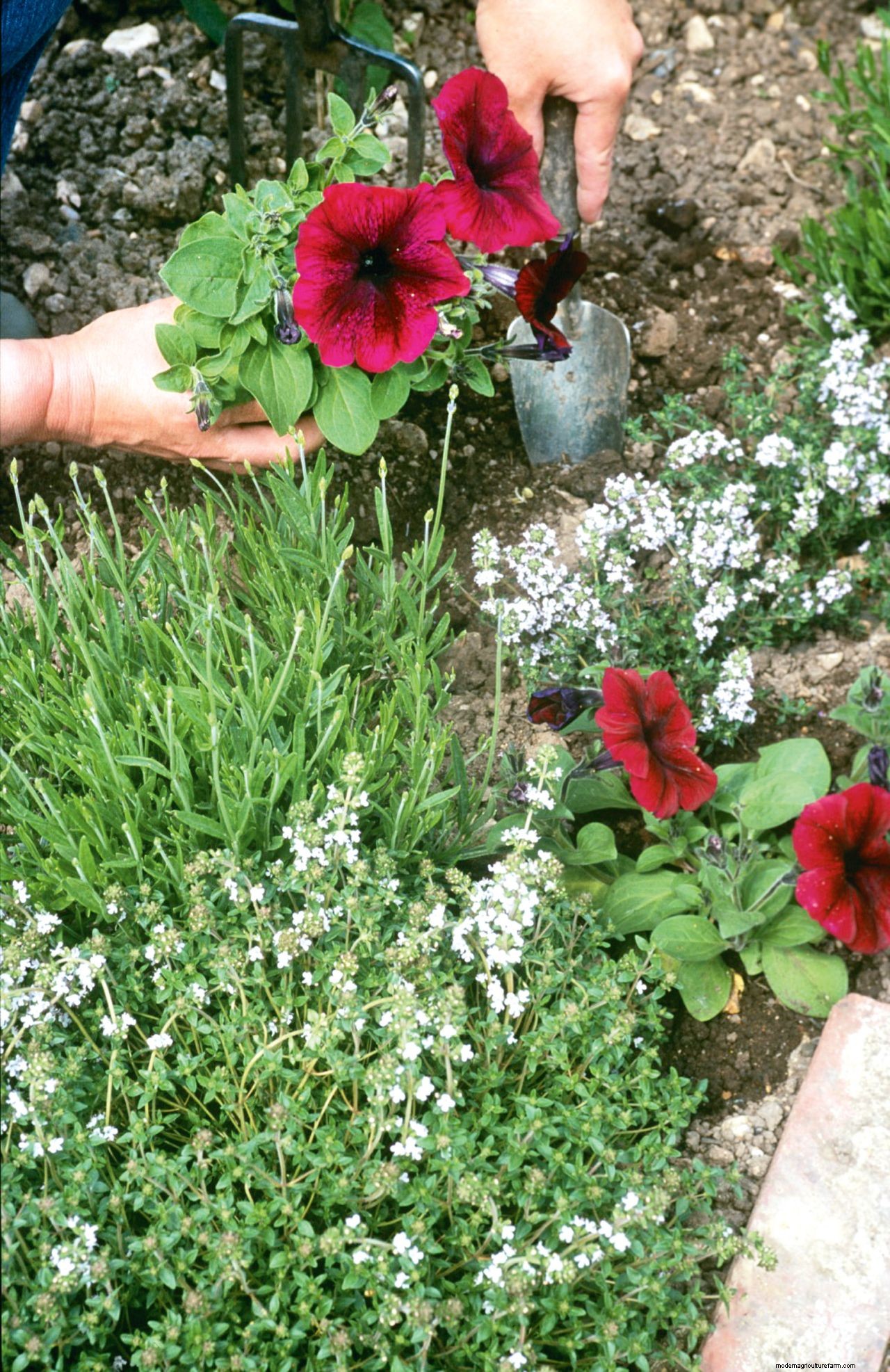 How to grow petunias: add easy summer color to your garden