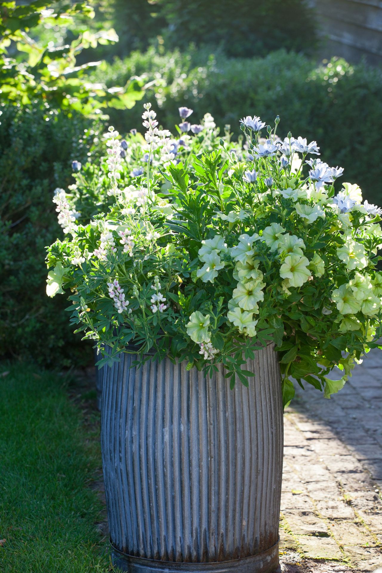 How to grow petunias: add easy summer color to your garden