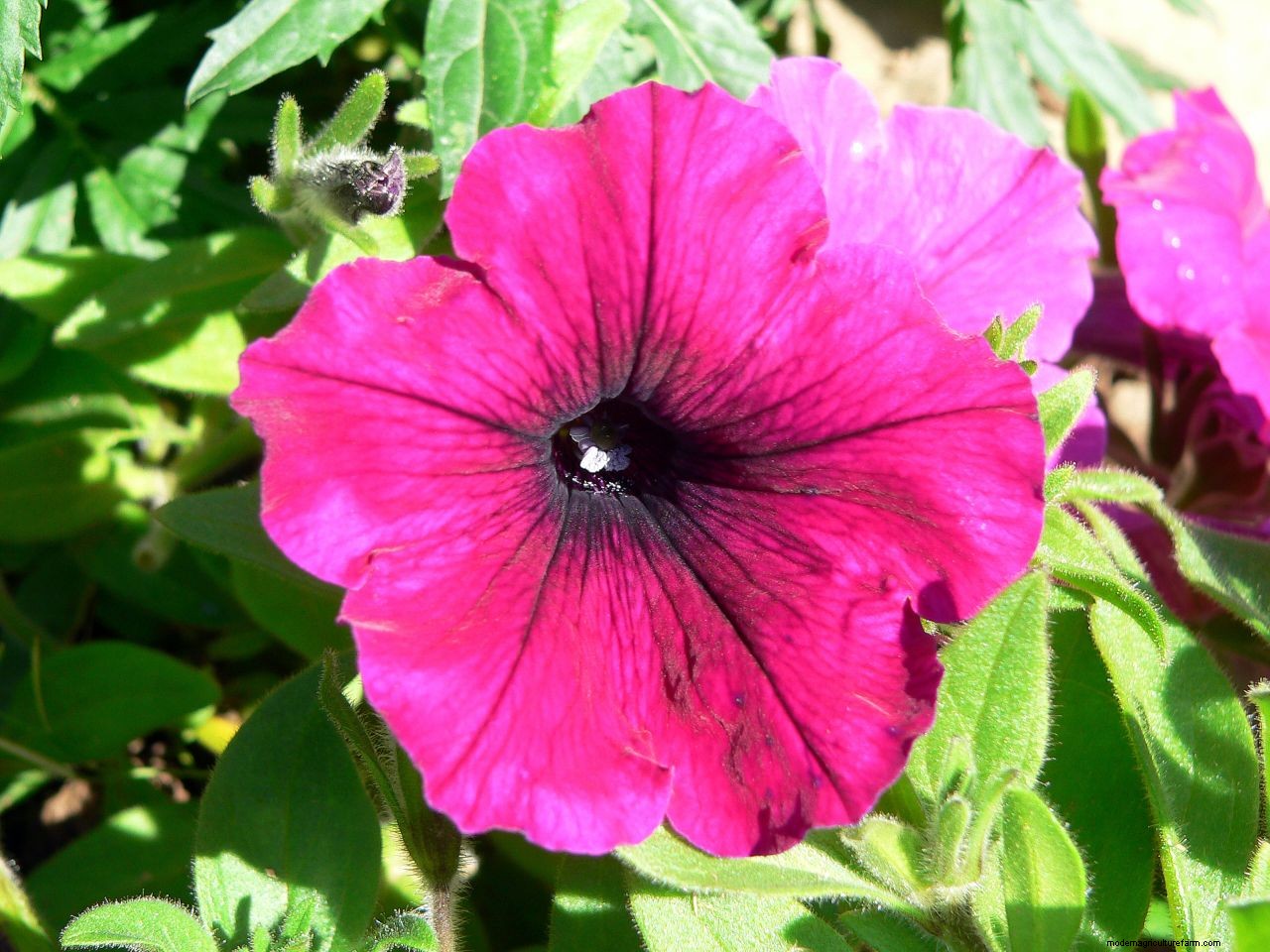 How to grow petunias: add easy summer color to your garden
