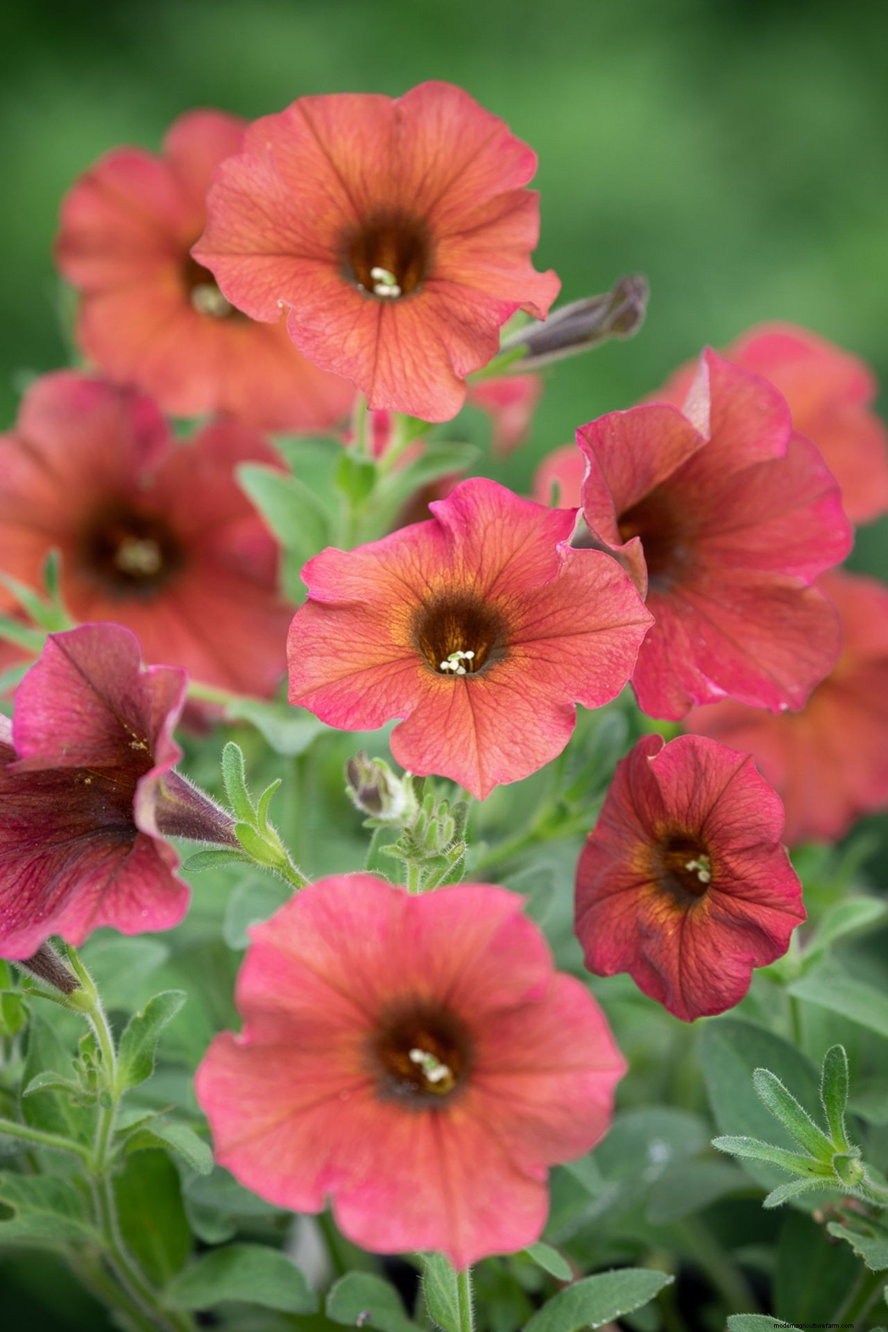 How to grow petunias: add easy summer color to your garden