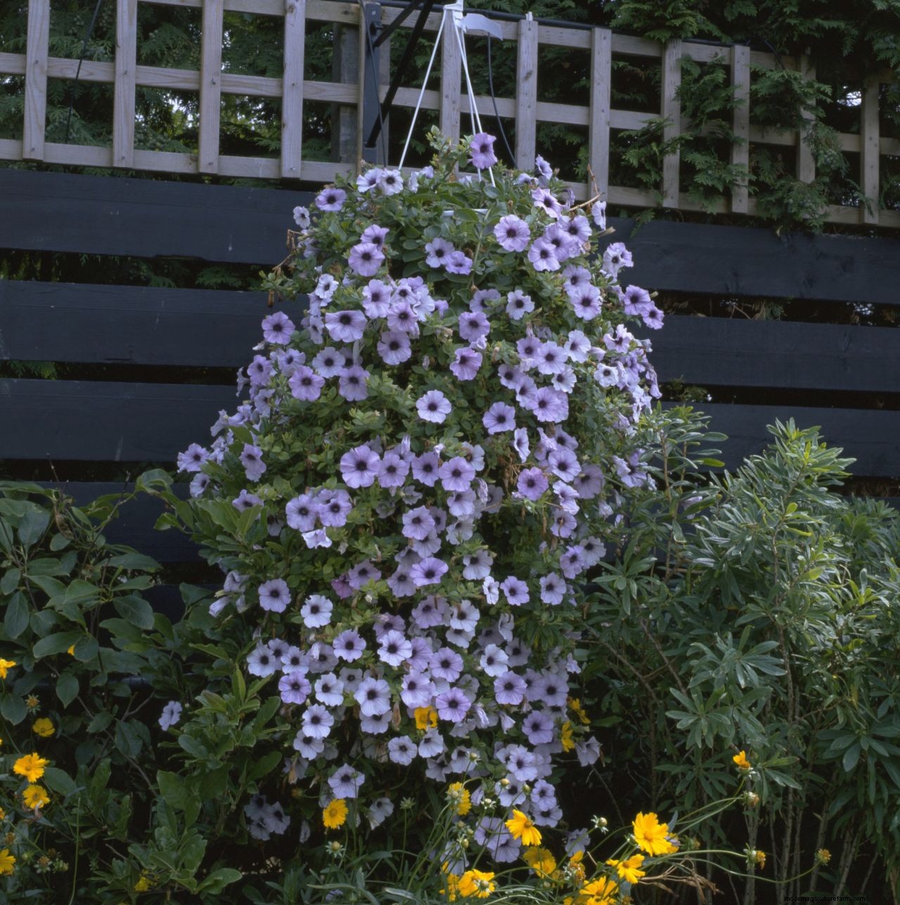 How to grow petunias: add easy summer color to your garden