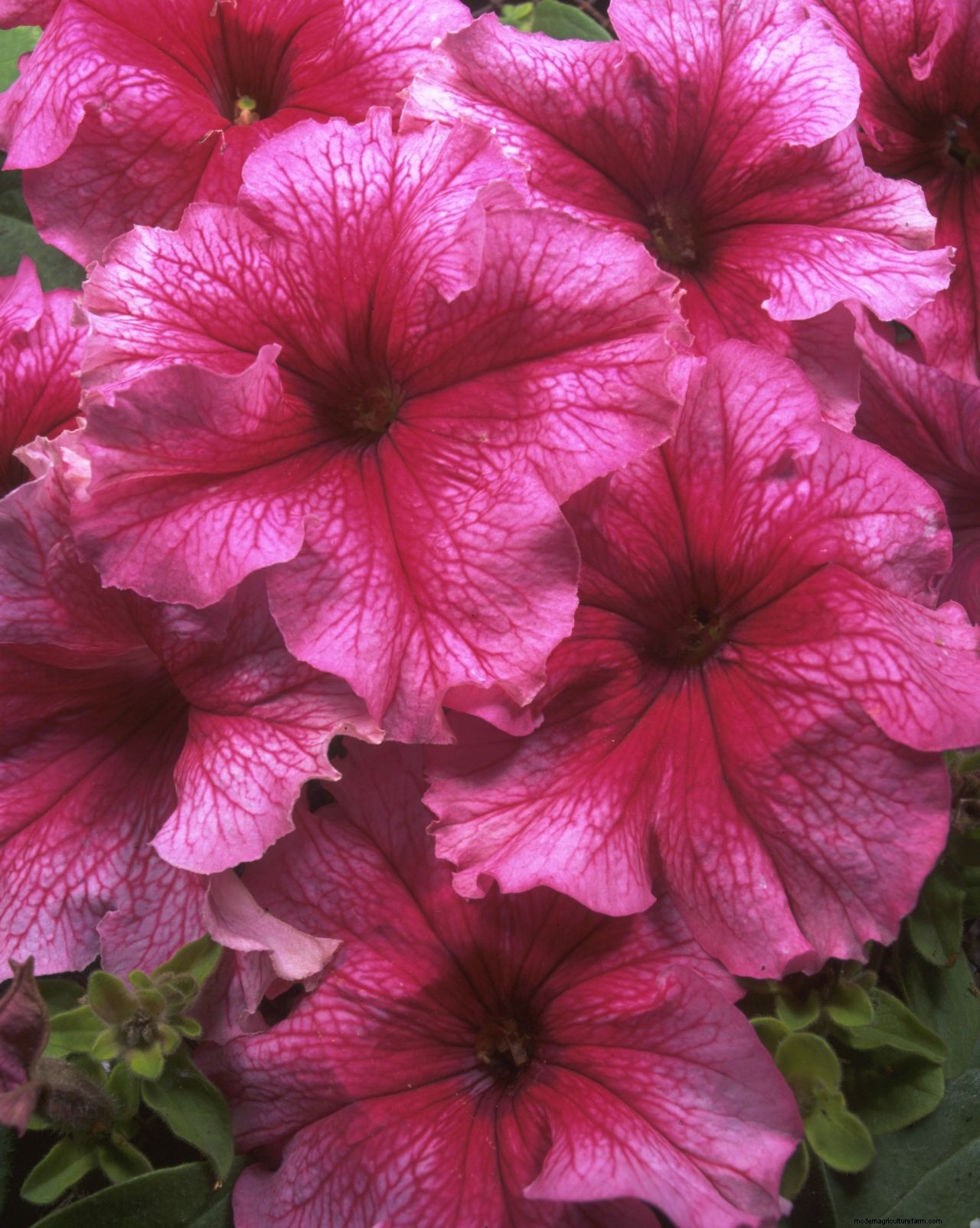 How to grow petunias: add easy summer color to your garden