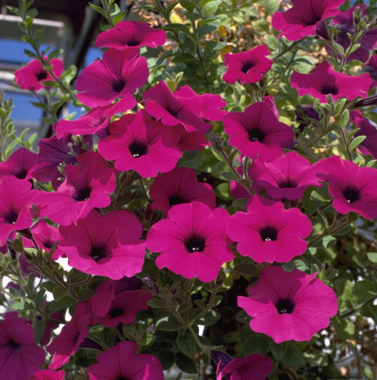 How to grow petunias: add easy summer color to your garden