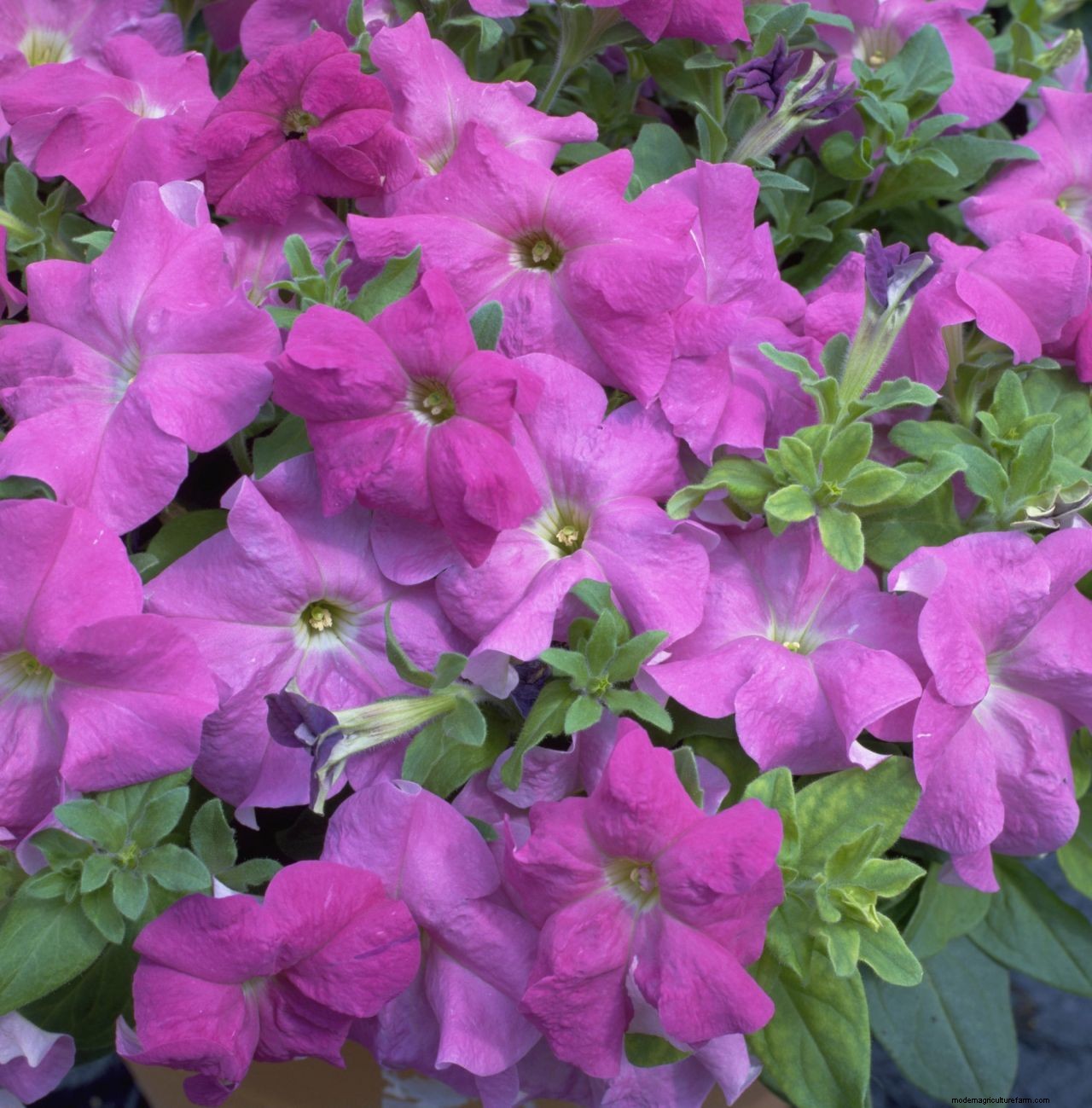 How to grow petunias: add easy summer color to your garden