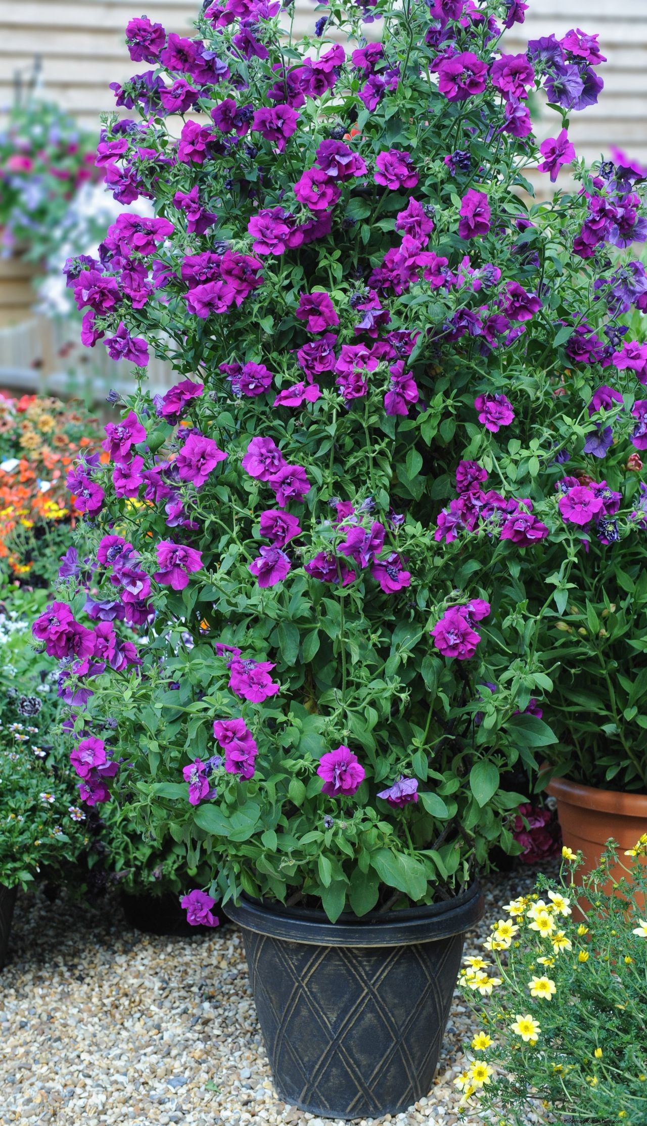 How to grow petunias: add easy summer color to your garden