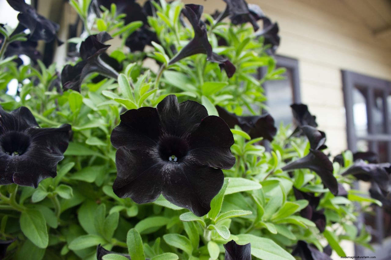 How to grow petunias: add easy summer color to your garden