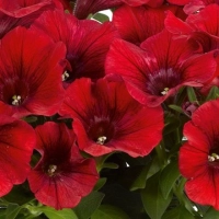 How to grow petunias: add easy summer color to your garden