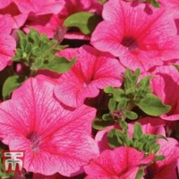 How to grow petunias: add easy summer color to your garden