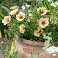 How to grow petunias: add easy summer color to your garden