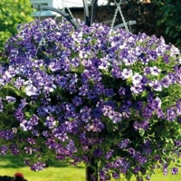 How to grow petunias: add easy summer color to your garden