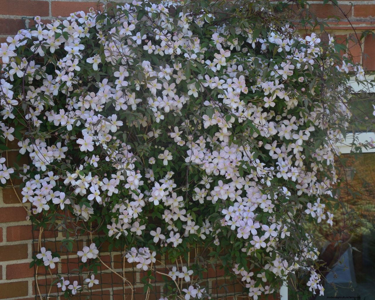 How to prune clematis: follow our expert tips and enjoy more flowers