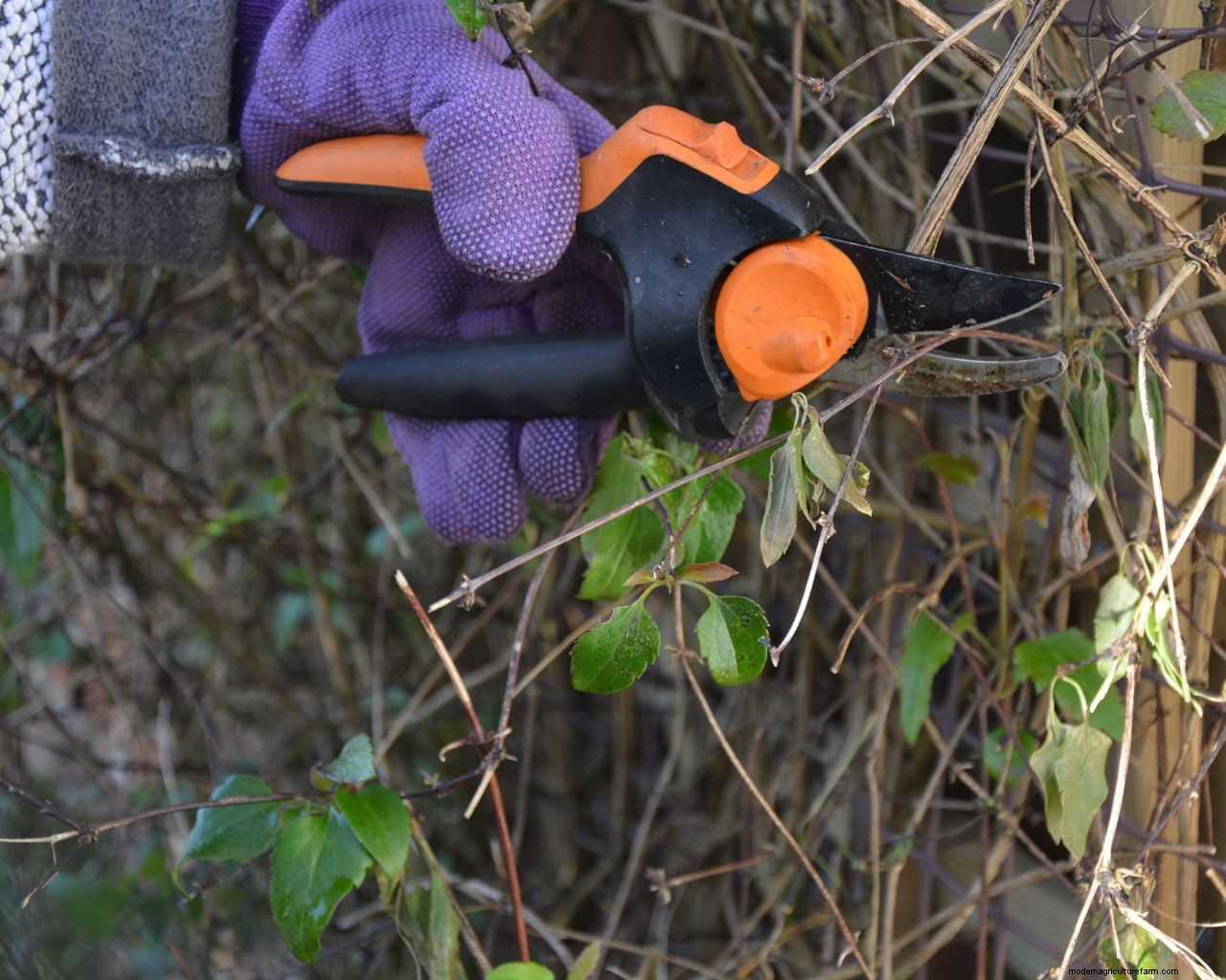 How to prune clematis: follow our expert tips and enjoy more flowers