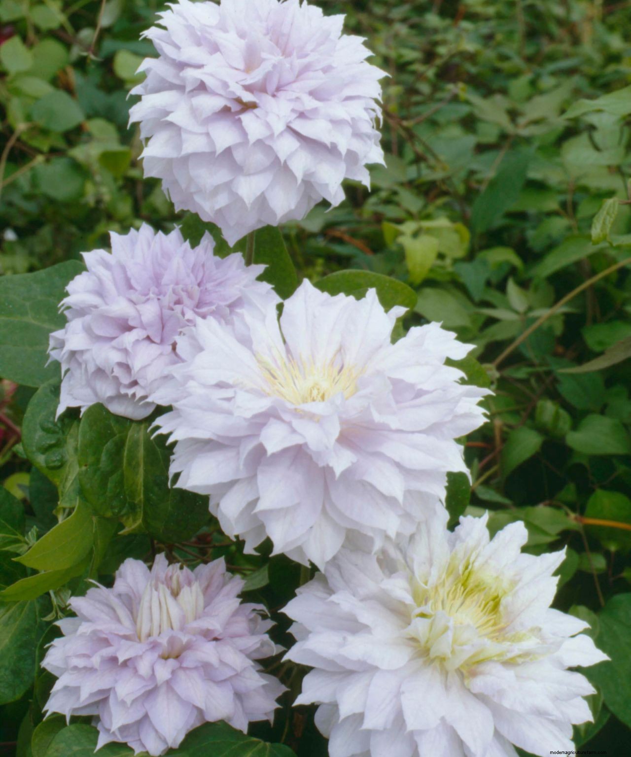 How to prune clematis: follow our expert tips and enjoy more flowers