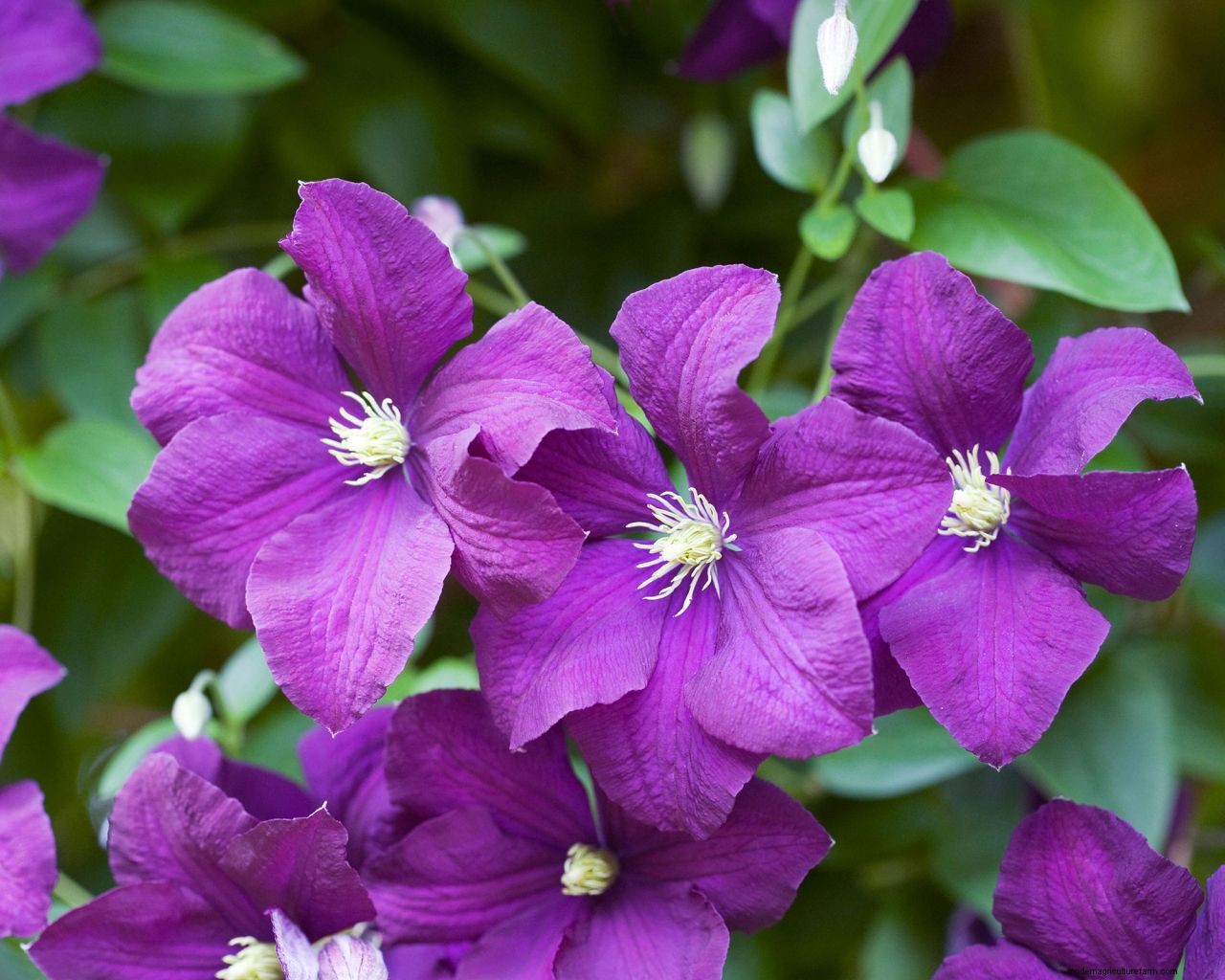 How to prune clematis: follow our expert tips and enjoy more flowers