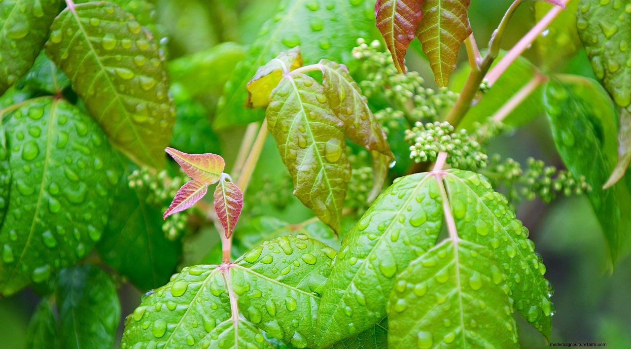 How to get rid of poison ivy: remove this weed for a safer garden
