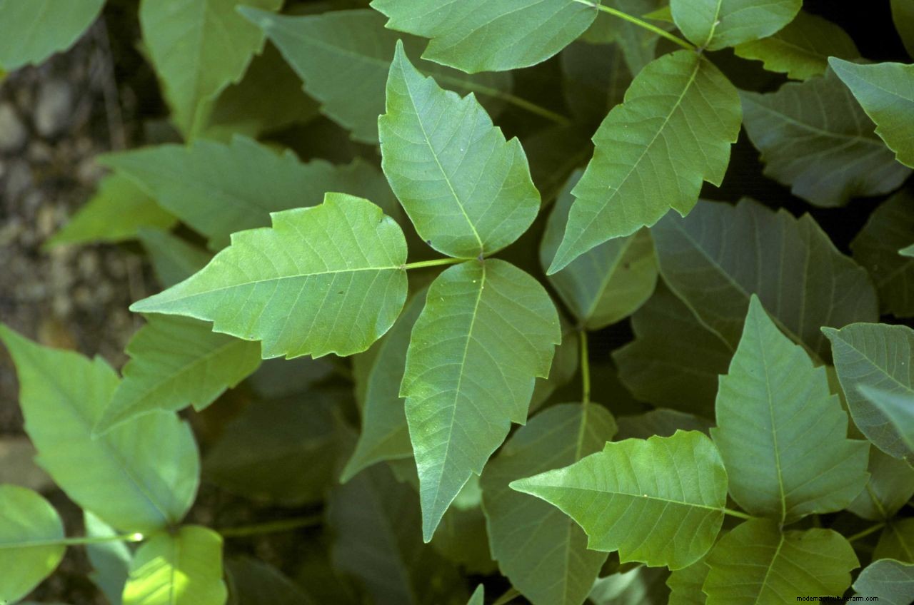 How to get rid of poison ivy: remove this weed for a safer garden