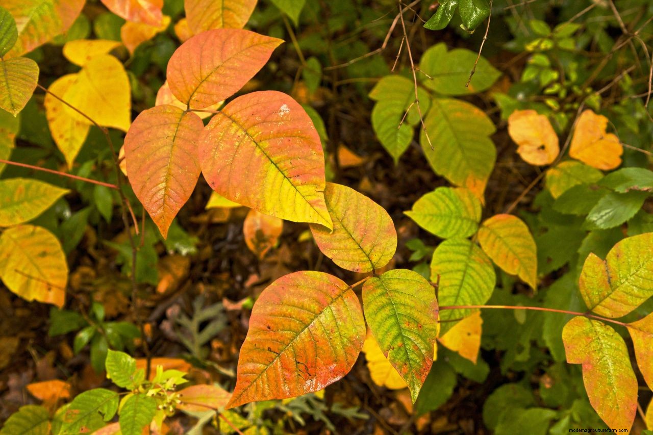 How to get rid of poison ivy: remove this weed for a safer garden