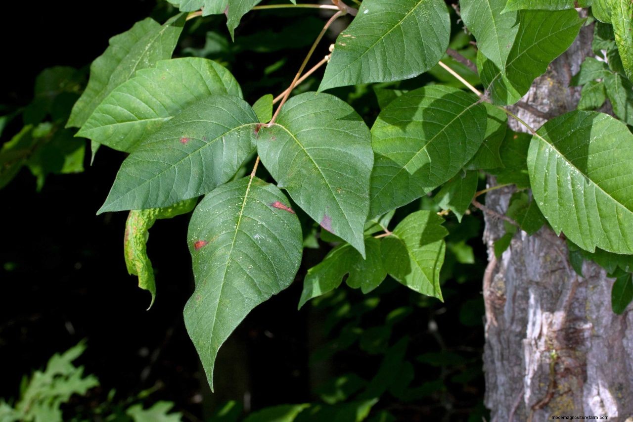 How to get rid of poison ivy: remove this weed for a safer garden