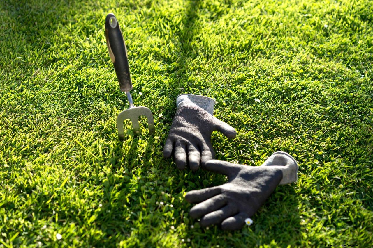How to get rid of lawn weeds: revamp your turf without killing the grass