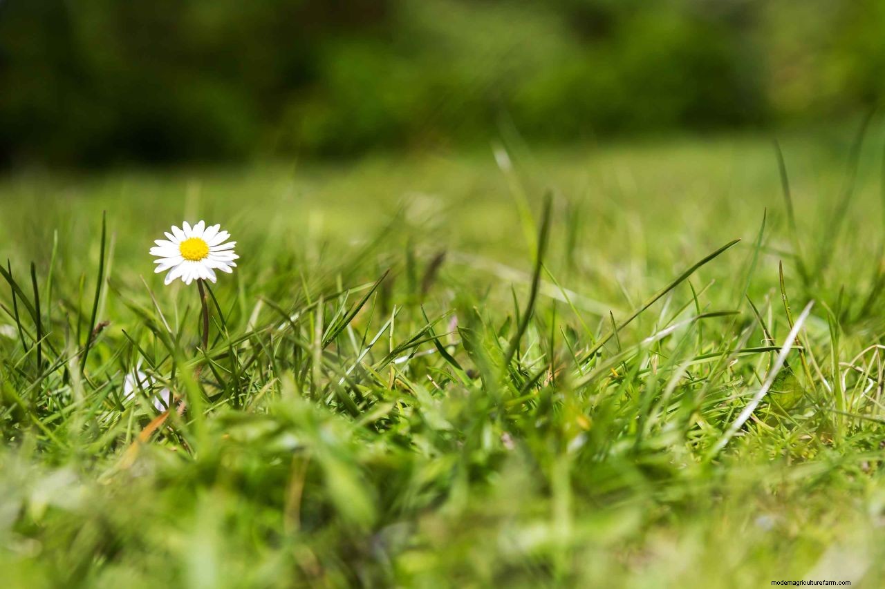 How to get rid of lawn weeds: revamp your turf without killing the grass
