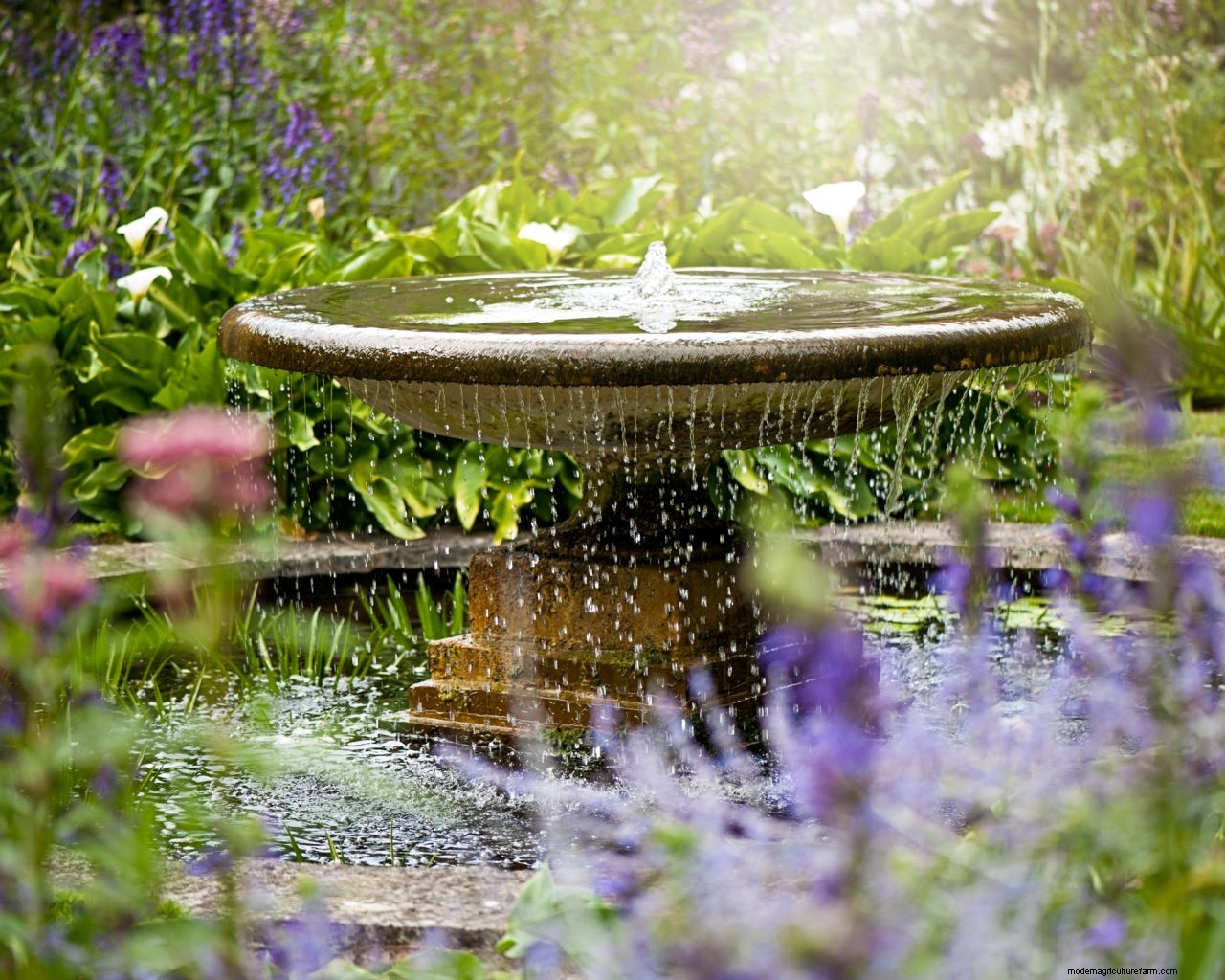 Can I put bleach in my garden water feature? Heres what the experts say