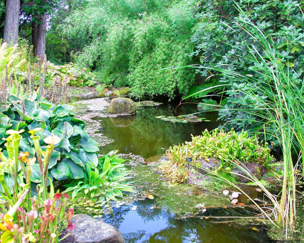 Can I put bleach in my garden water feature? Heres what the experts say