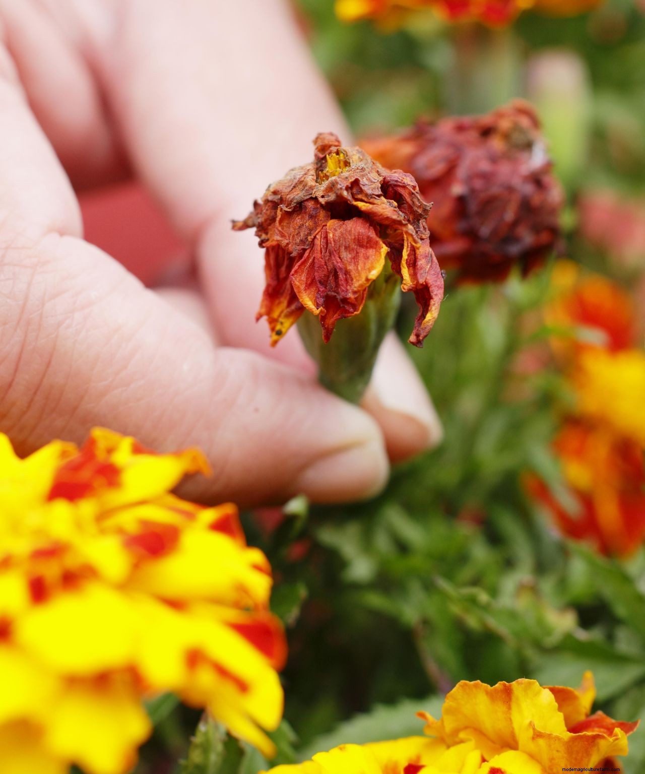 Deadheading flowers: how to keep plants blooming and beautiful for longer