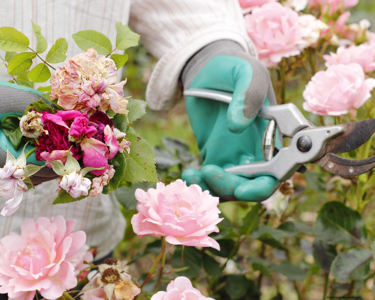 Deadheading flowers: how to keep plants blooming and beautiful for longer