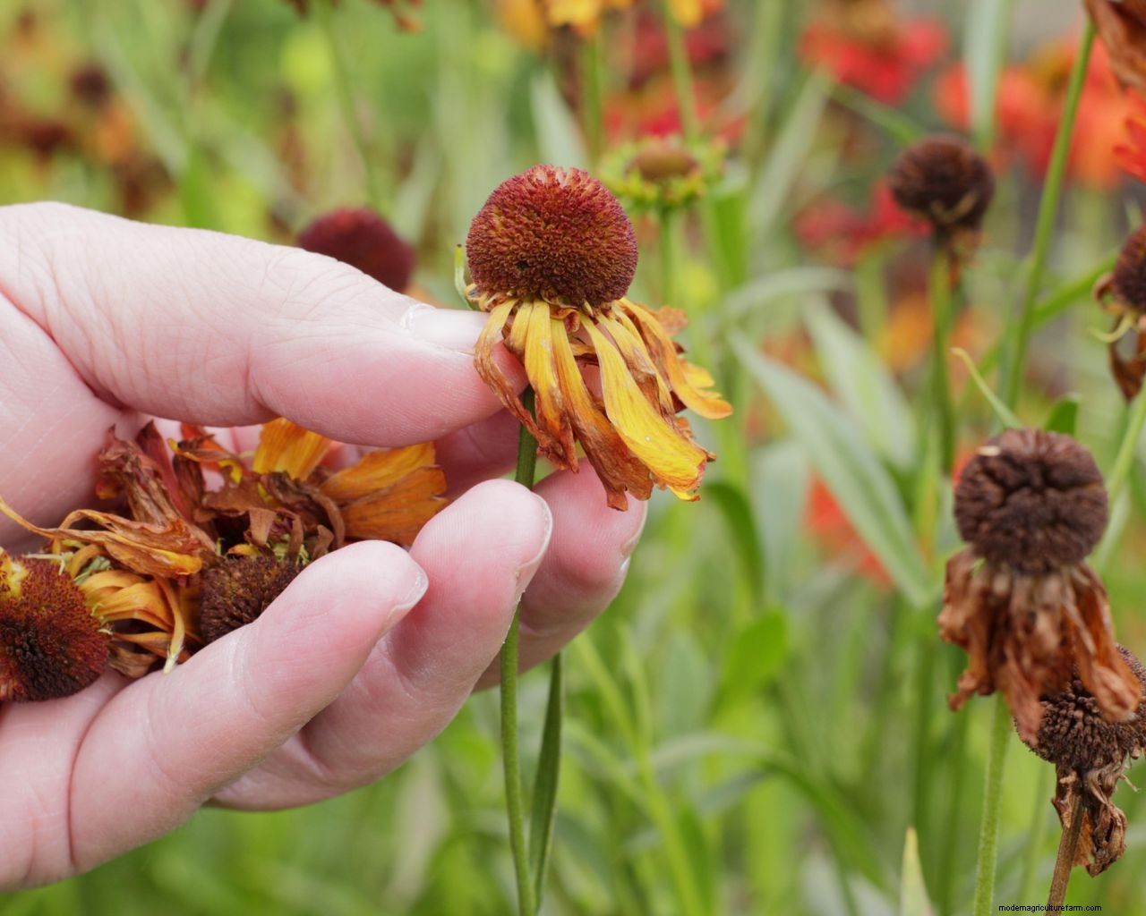 Deadheading flowers: how to keep plants blooming and beautiful for longer