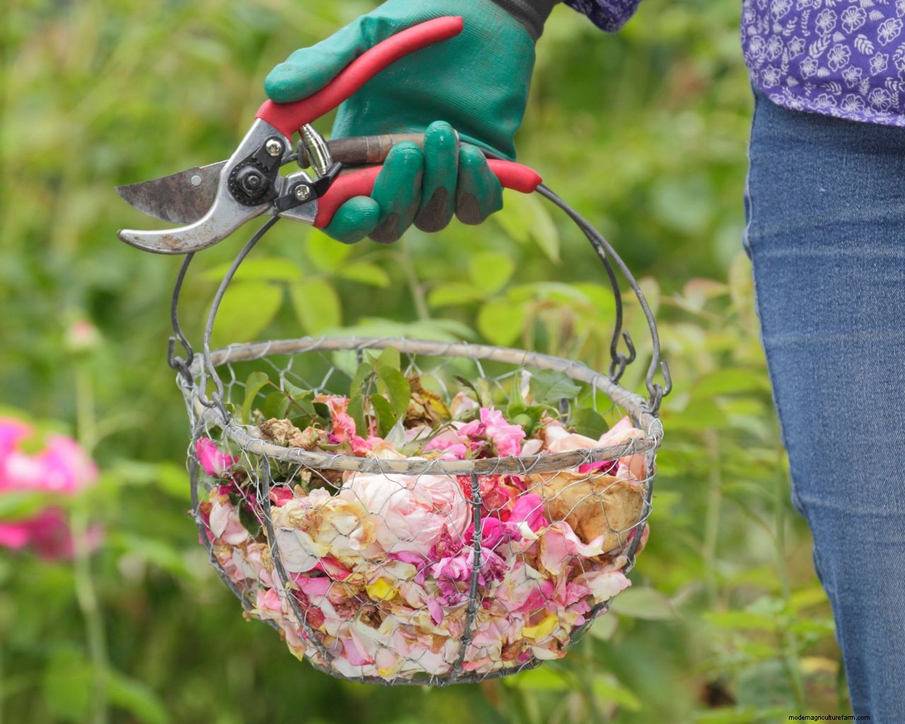 Deadheading flowers: how to keep plants blooming and beautiful for longer