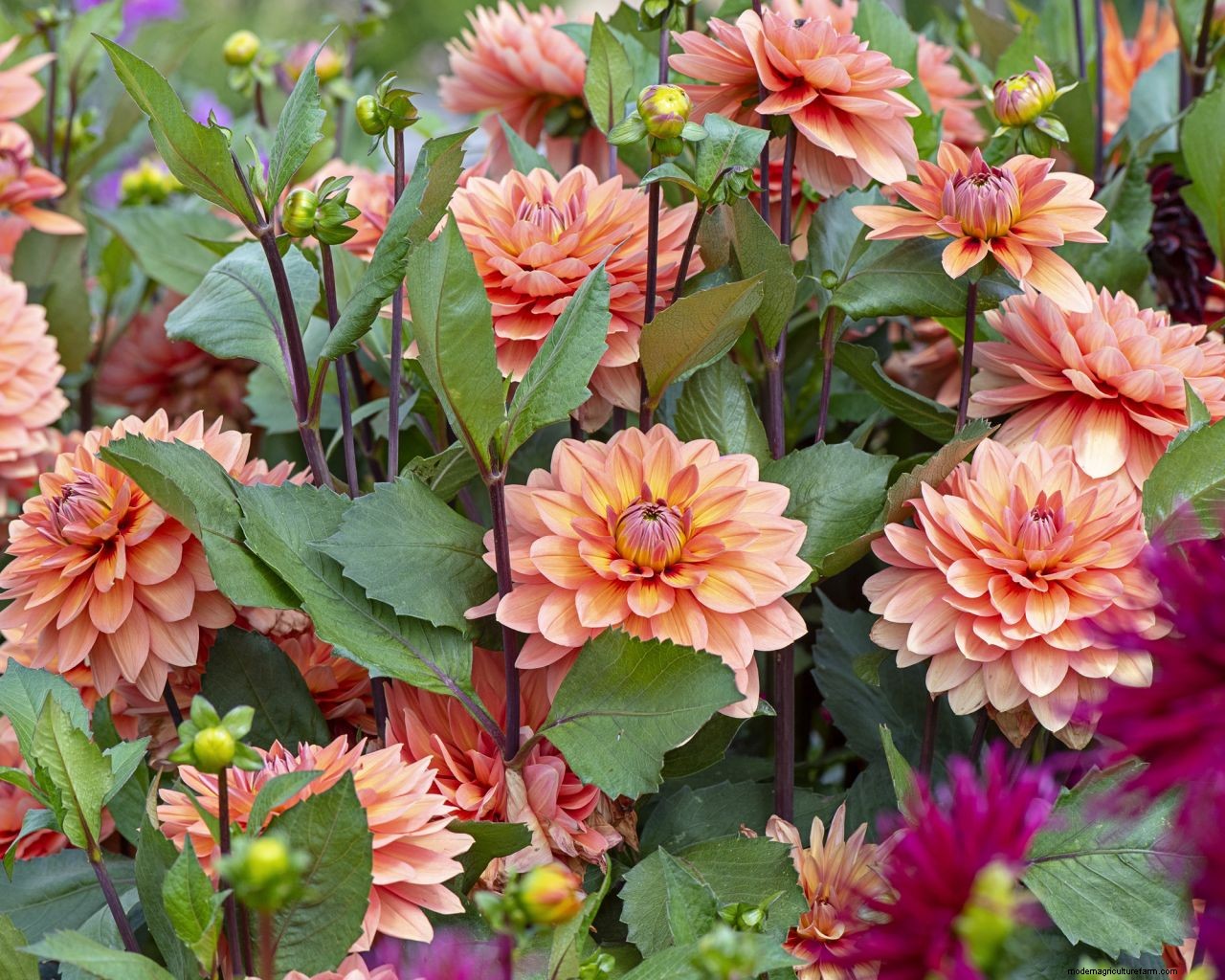 Deadheading flowers: how to keep plants blooming and beautiful for longer