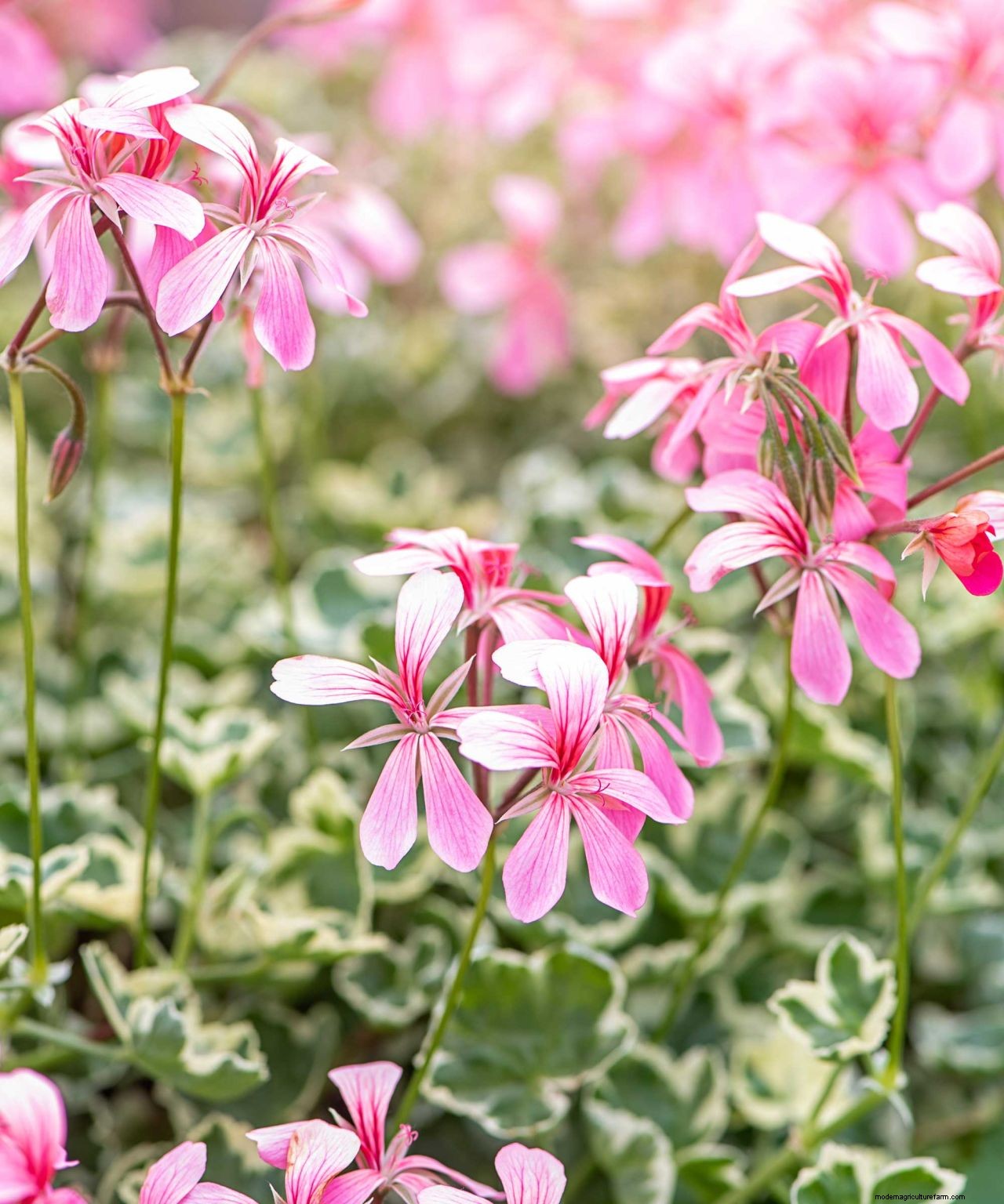 How to deadhead geraniums in pots and hanging baskets: simple tips for healthy blooms