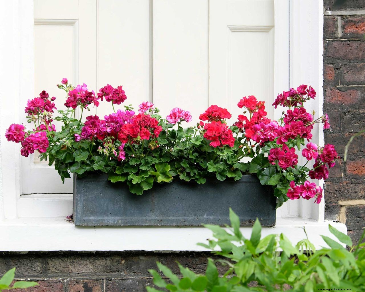 How to deadhead geraniums in pots and hanging baskets: simple tips for healthy blooms