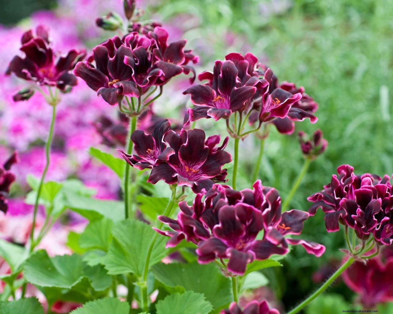 How to deadhead geraniums in pots and hanging baskets: simple tips for healthy blooms
