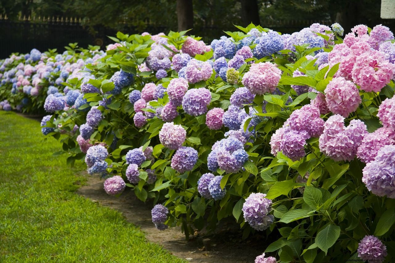 How to prune hydrangeas: follow our advice for healthy plants and stunning blooms